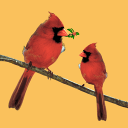 Bird Breeding image