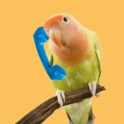 Bird Chat image