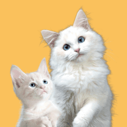 Cat Breeding image