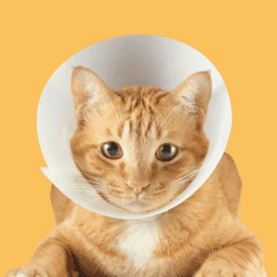 Cat Health and Nutrition image
