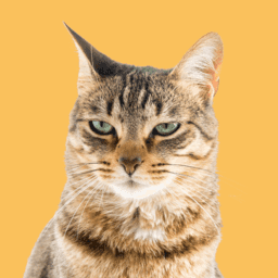 Cat Rescue and Adoption image