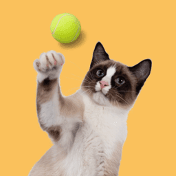 Cat Training and Behaviour image
