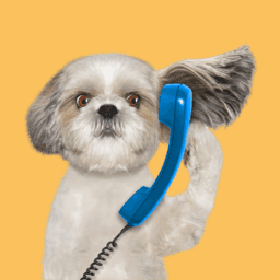 Dog Chat image