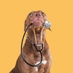 Dog Health and Nutrition image