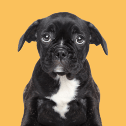 Dog Rescue and Adoption image