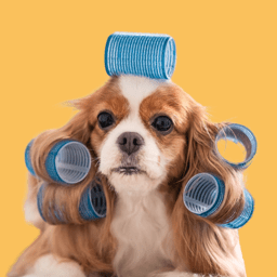 Dog Services image