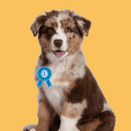 Dog Shows and Events image