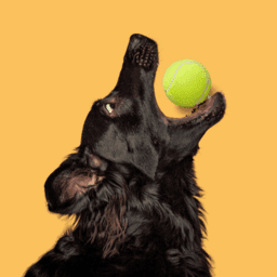 Working & Sports Dogs image