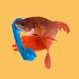 Fish Keeping Chat image