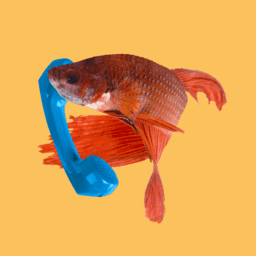 Fish Keeping Chat image
