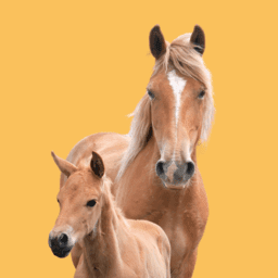 Horse Breeding and Rearing Foals image