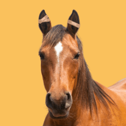 Horse Health and Nutrition image