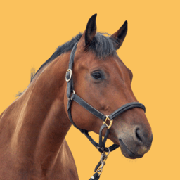 Horse Tack and Equipment image