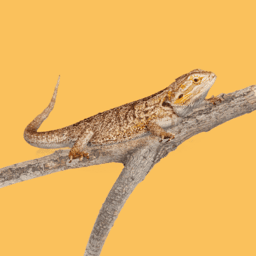 Lizards image