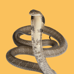 Snakes image