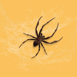 Spiders and Invertebrates image