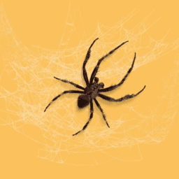 Spiders and Invertebrates image