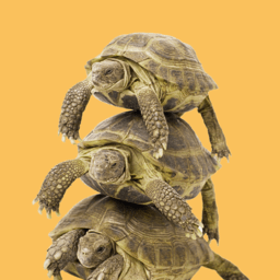 Tortoises and Turtles image