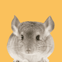 Chinchillas image