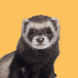 Ferrets image