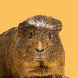 Guinea Pigs image