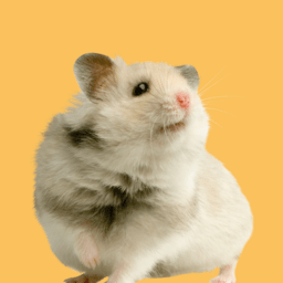 Hamsters and Gerbils image