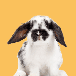 Rabbits image